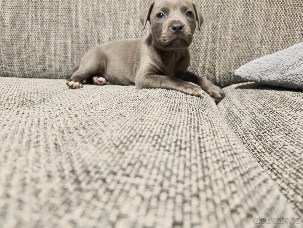 Stafordšírský bulteriér - 6