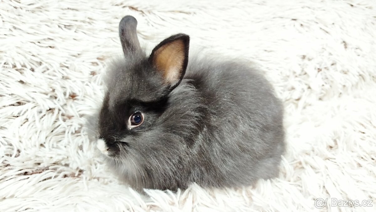 Zakrslý králík, králíček - HOLLY - 6
