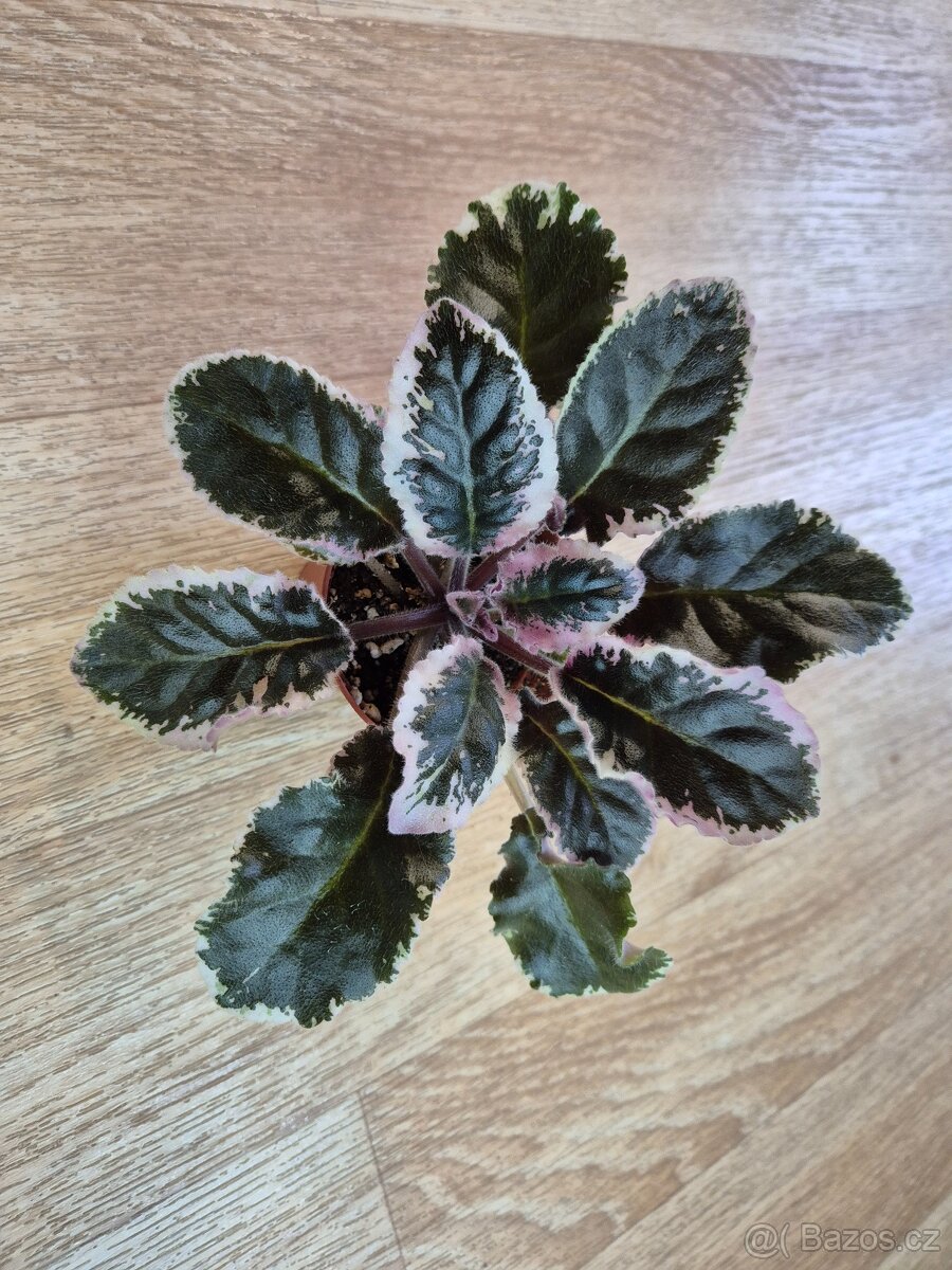 Africké fialky - Saintpaulia - 6