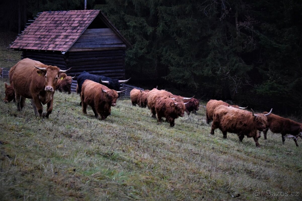 štěnatka border kolie - 6