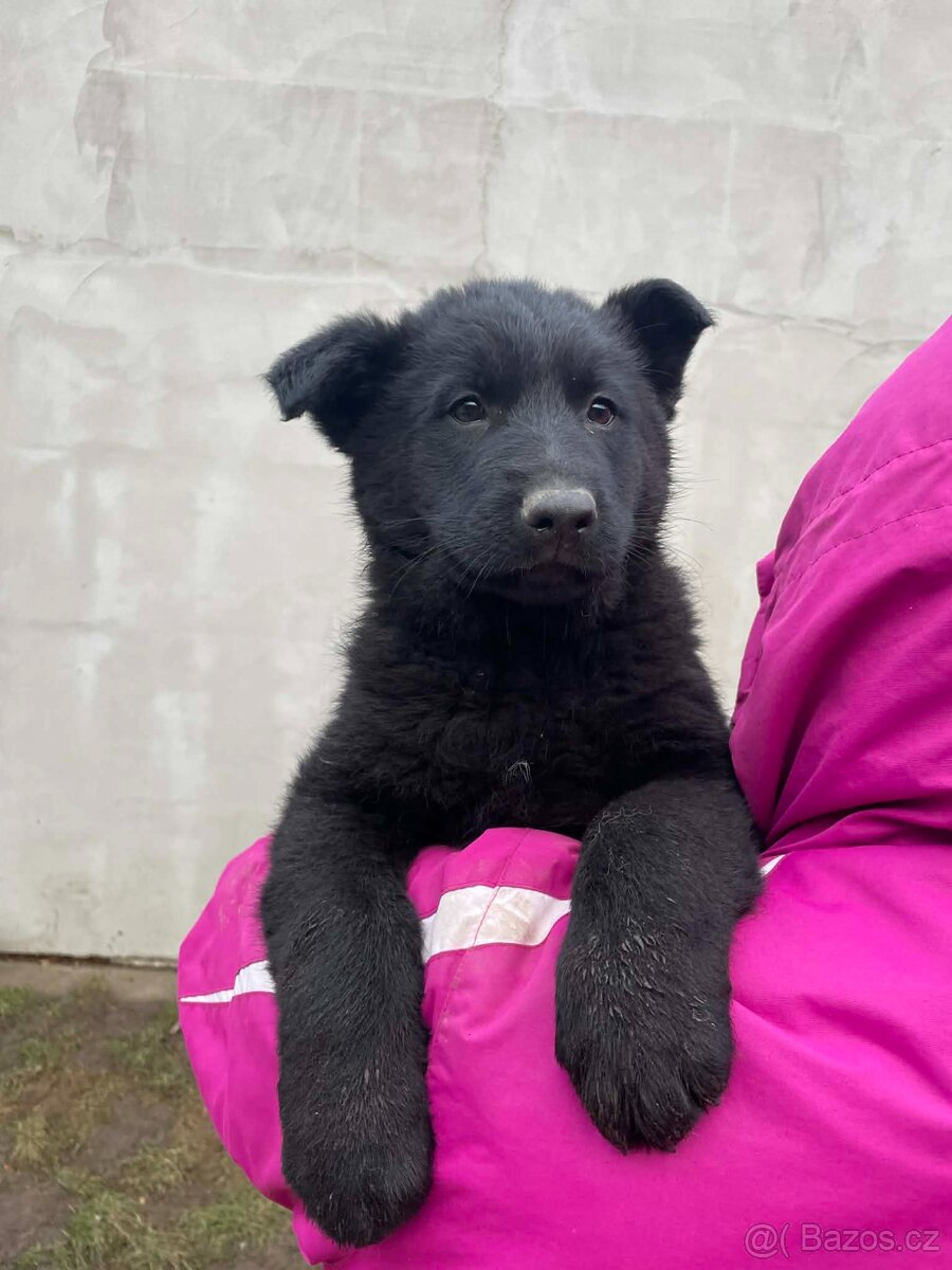 Německý ovčák - 6