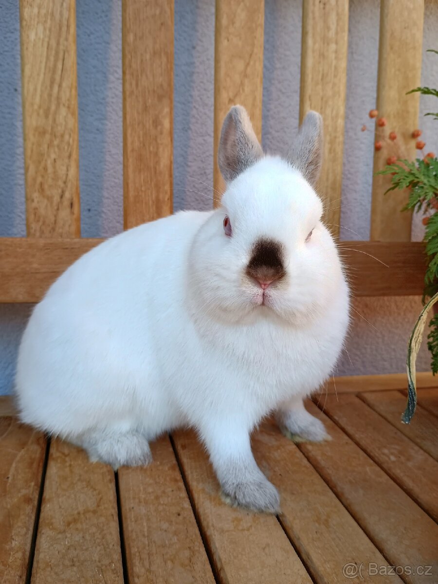 Zakrslá samička mazlík Siam - 6