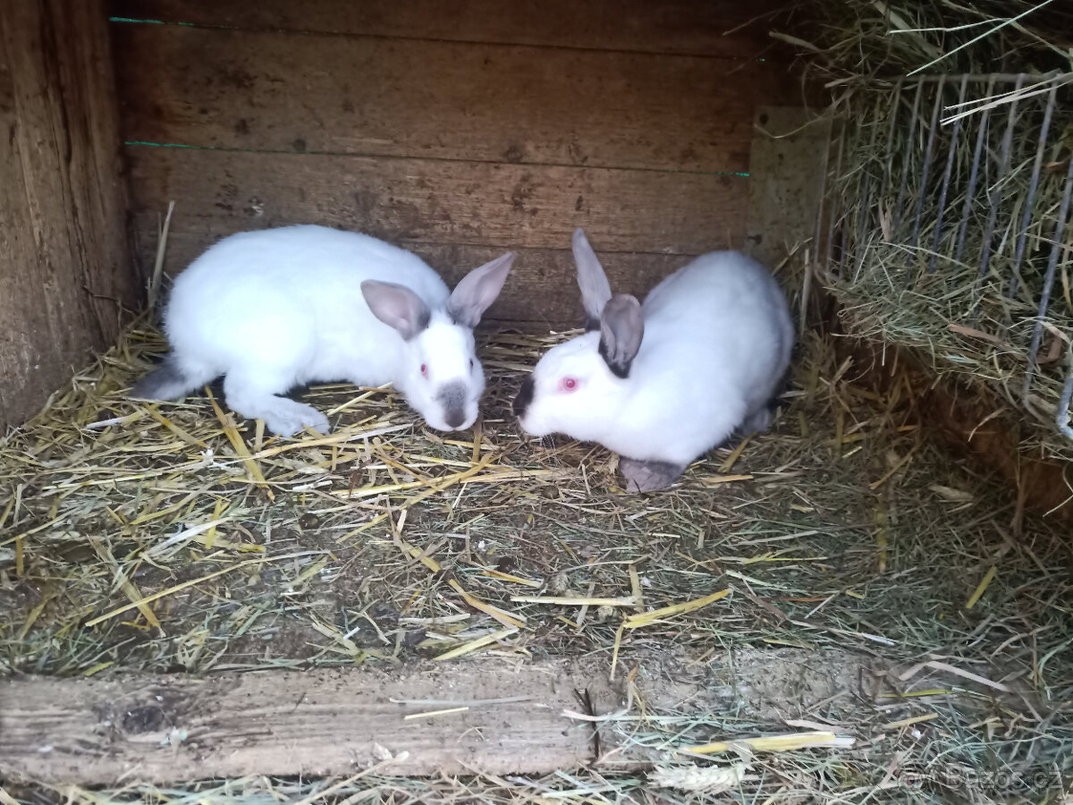 Brojlerový králík Hyla F1 - 6