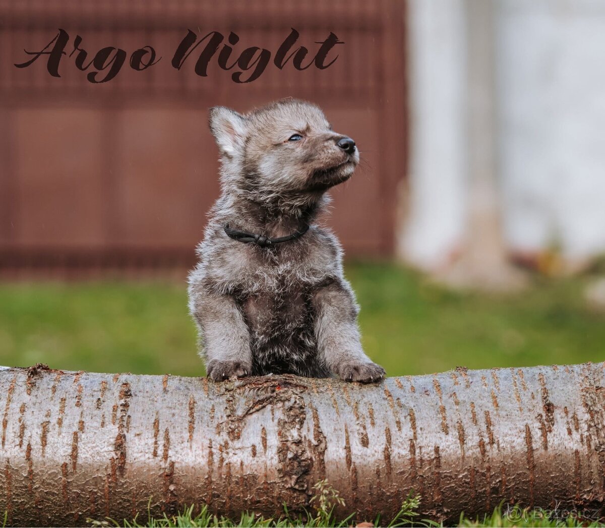 Saarloosův vlčák - štěňata na prodej - 6