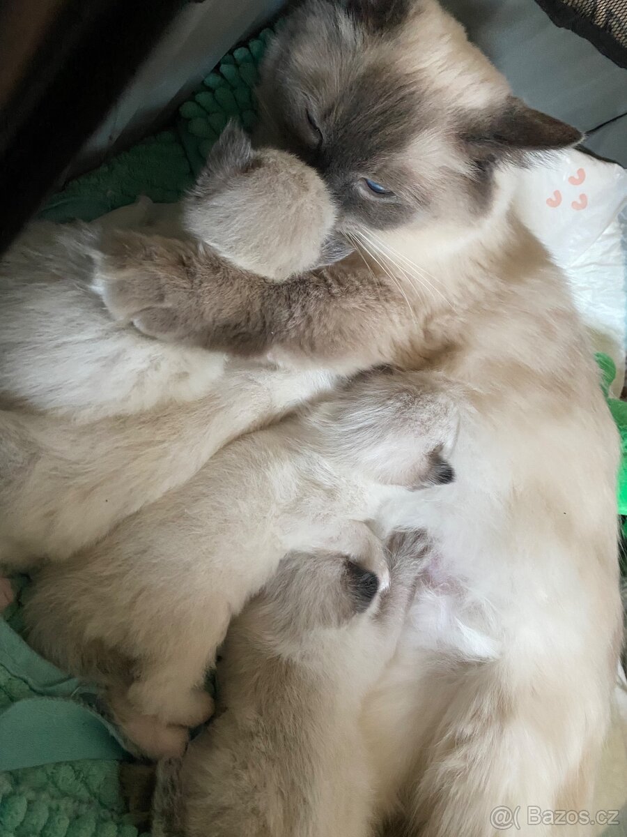 Hledám dočasnou péči pro Ragdoll kočičku - 6