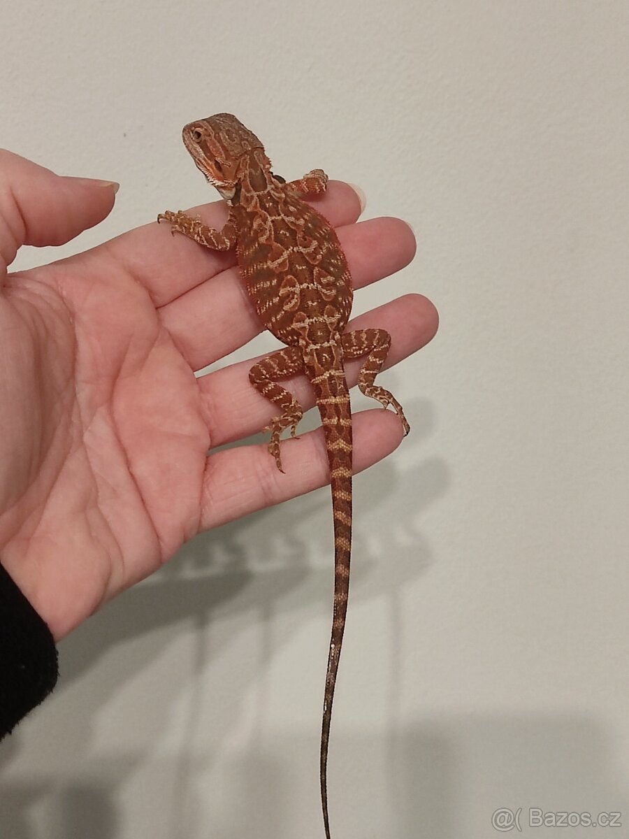 Agama vousatá - mláďata z vlastního chovu - 6