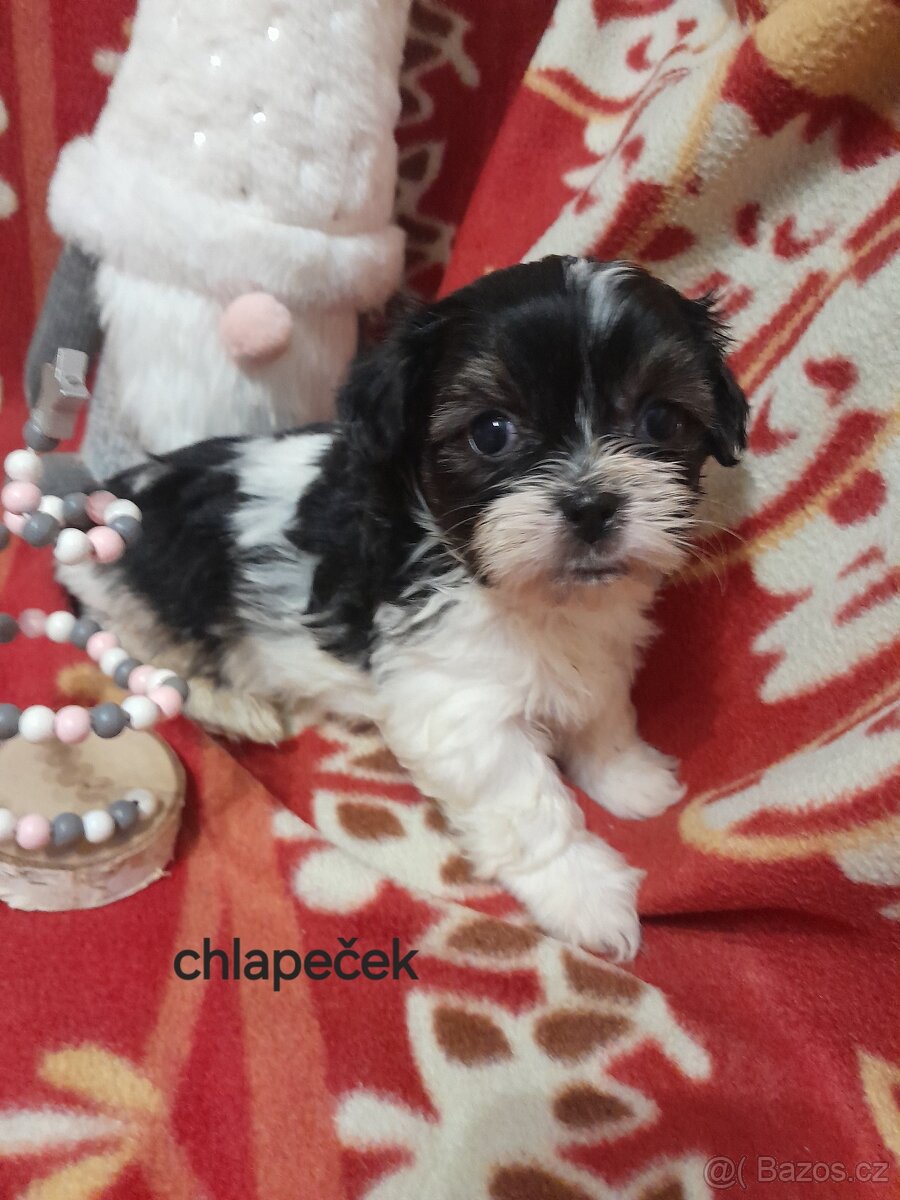 Jorkšír Biewer teriér - 6