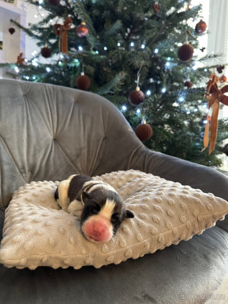 Moskevský strážní pes štěňátka - 6