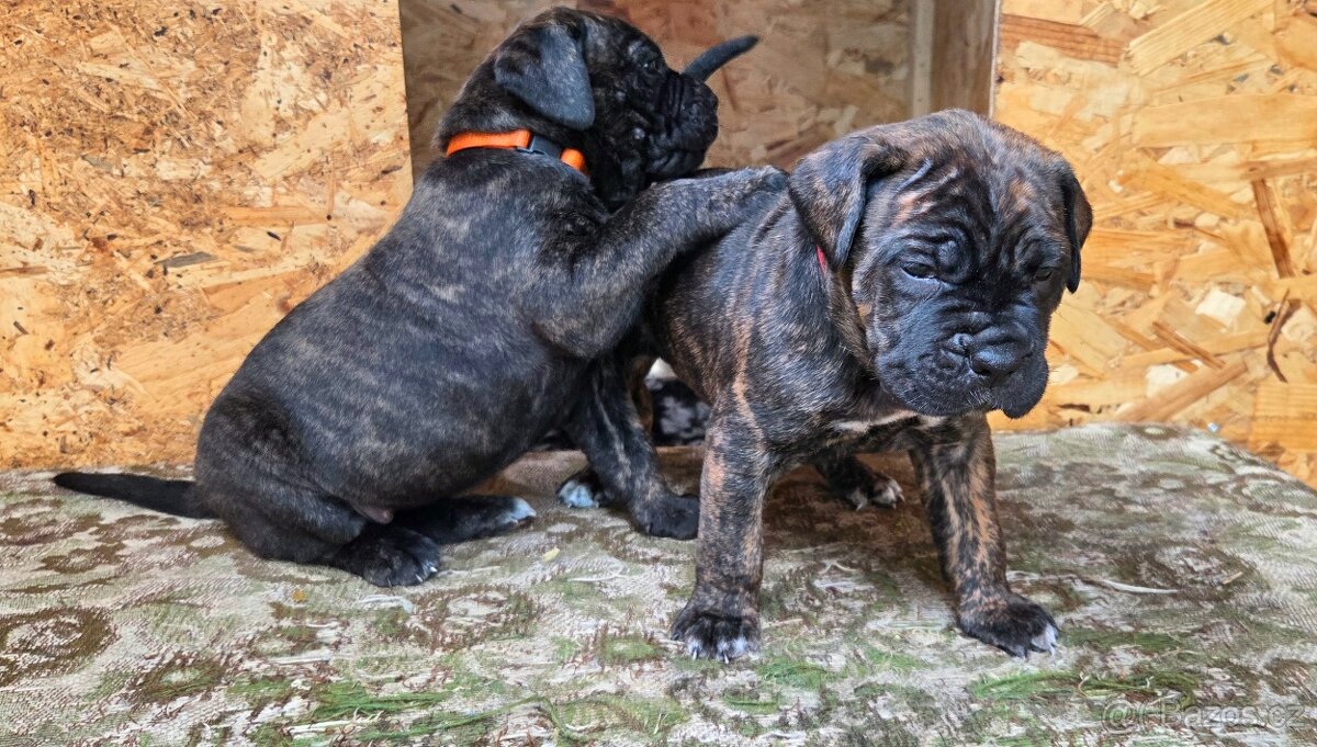 Cane corso s PP - 6