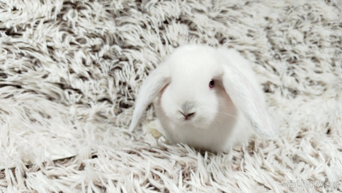 Zakrslý beránek, králíček, králík - MOLLY - 6