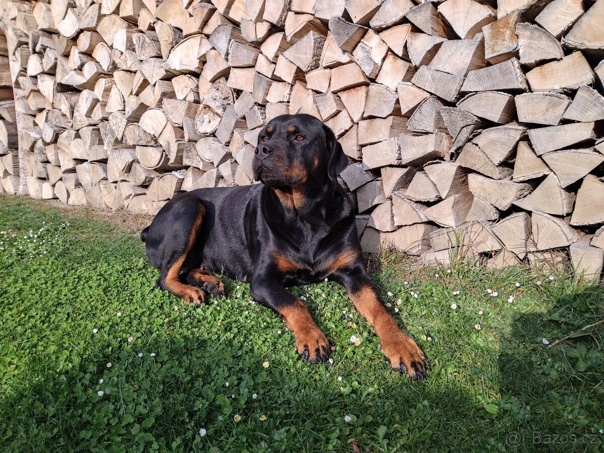 Rotwajler štěnata - 6