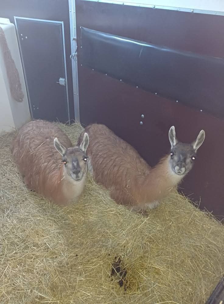 Přepravník na půjčení - 6