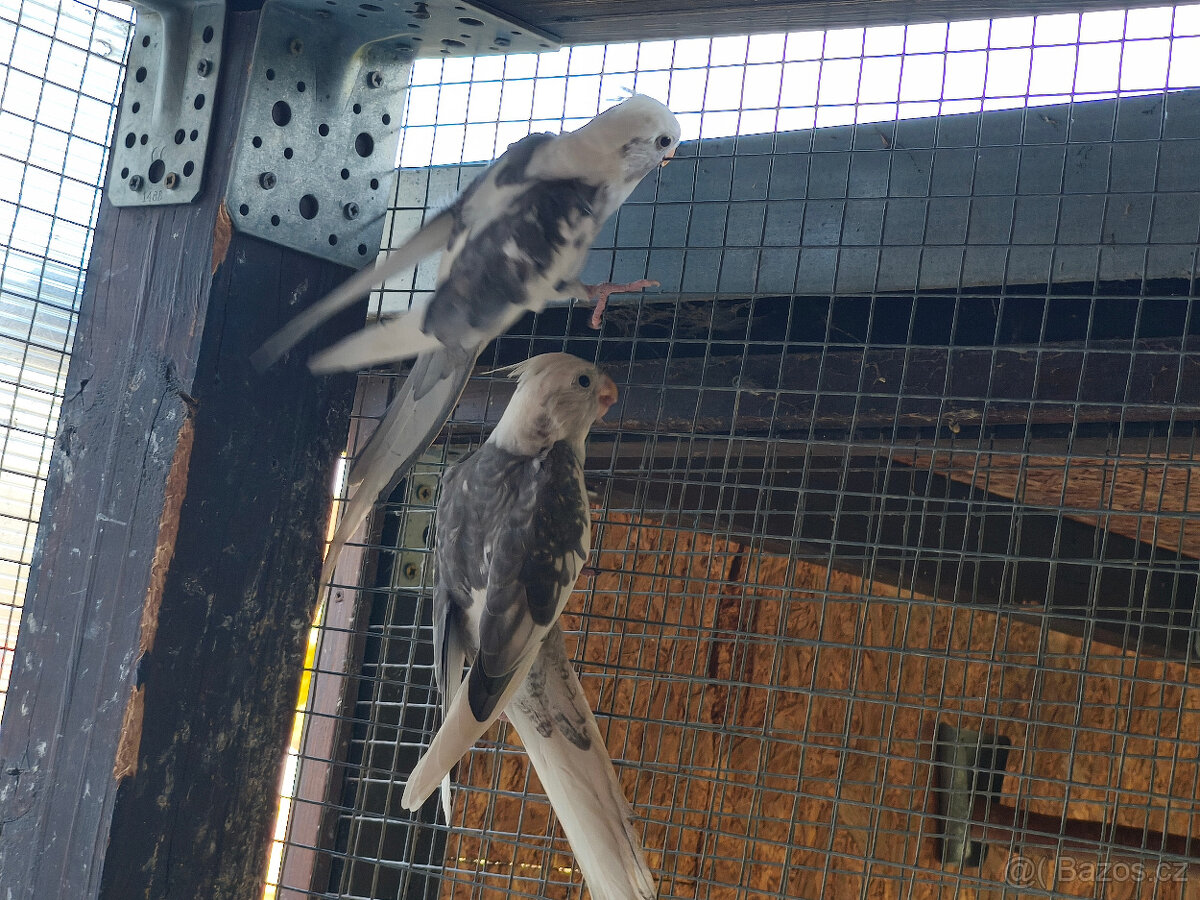 Korela chocholatá - 6