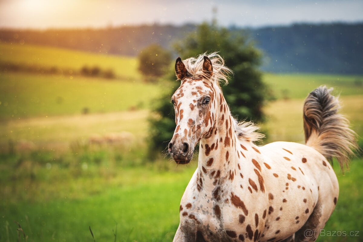 Nádherná klisna sportovního knabstruppera - 6