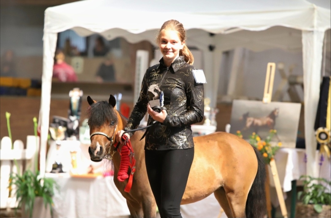 Minihorse klisna - 6