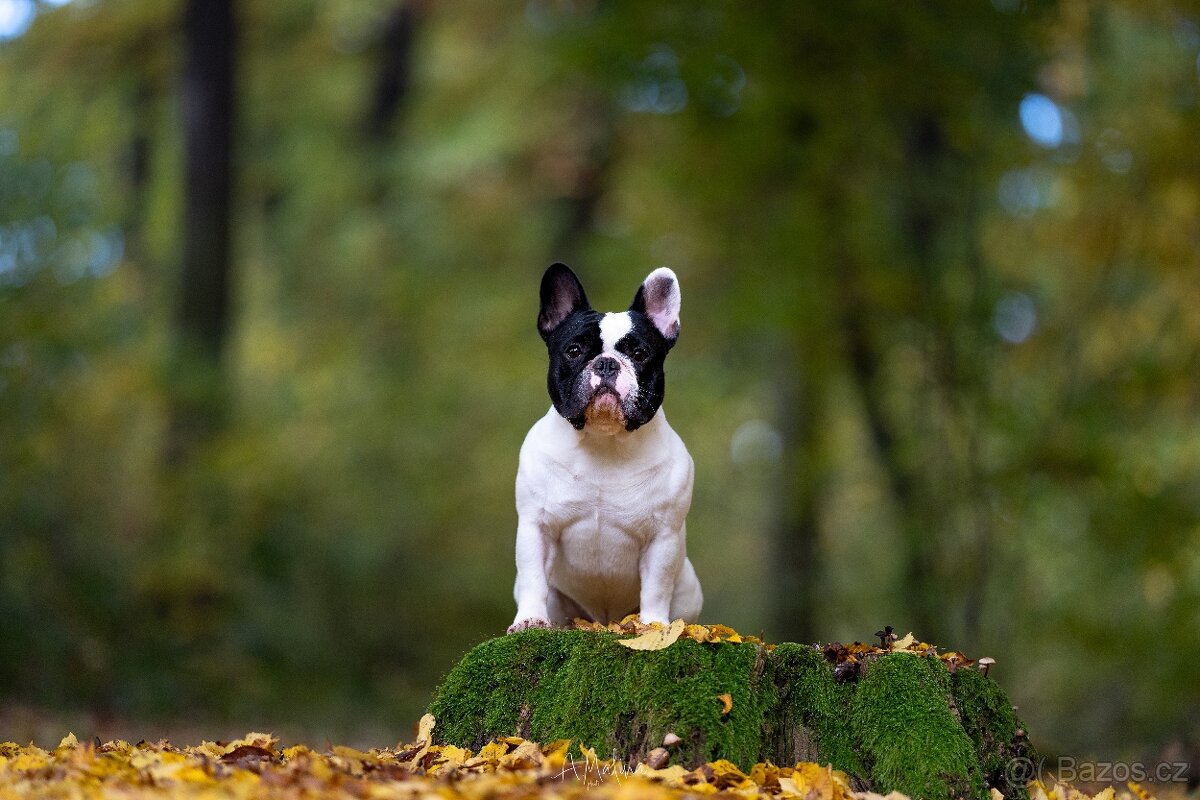 Francouzský buldoček s PP ( FCI ) - 6