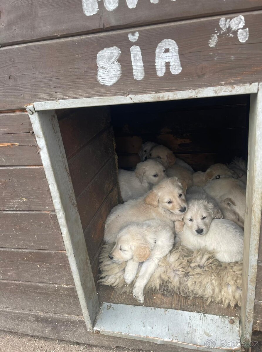 Zlatý retrívr štěňátka - 6