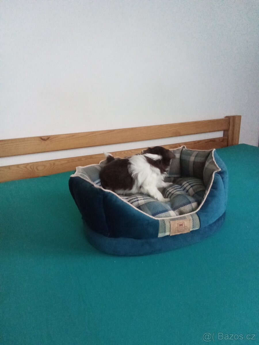 Jorkšírský teriér - 6