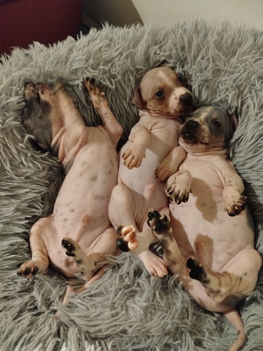 Americký bezsrstý teriér - 6