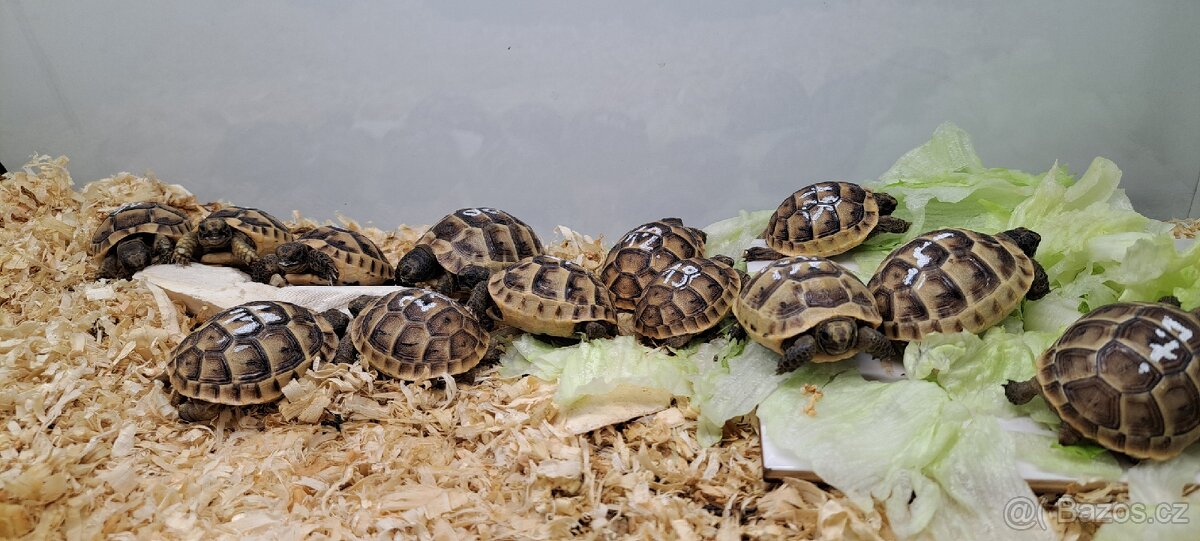 Suchozemské želvy zelenavé a žlutohnědé - 6