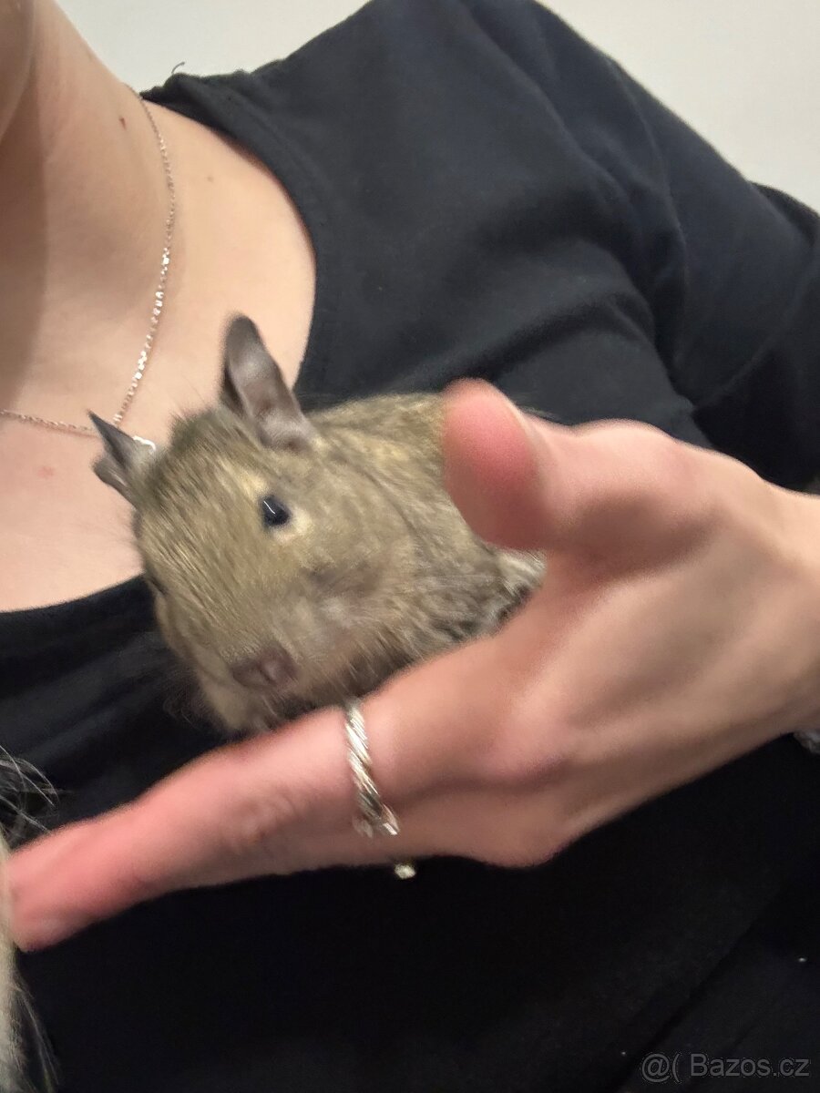 Osmák Degu - 6