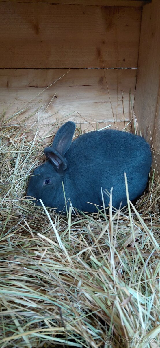 Prodej samice kralíka - 6