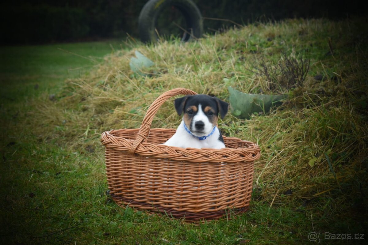 Jack Russell teriér - 6