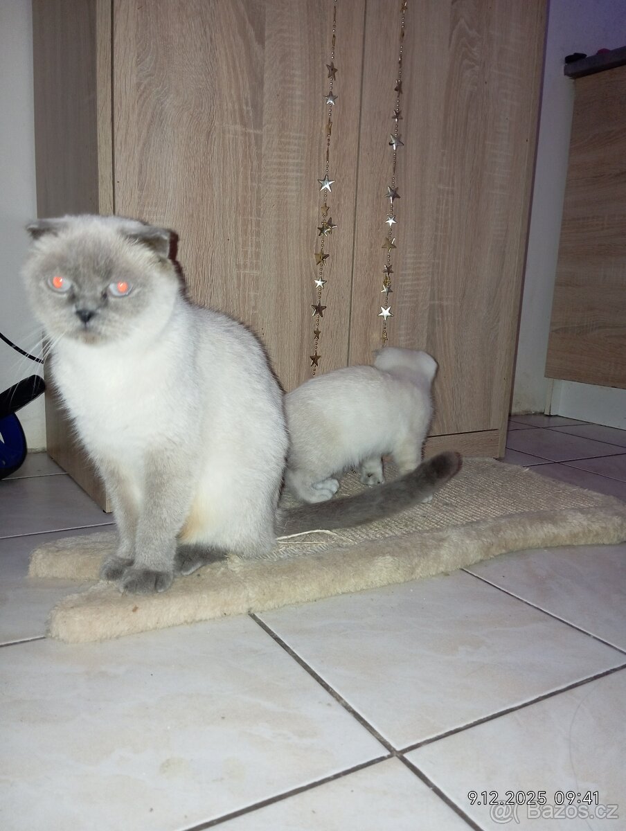 Krásný skotský klapouchý kocourek - 6