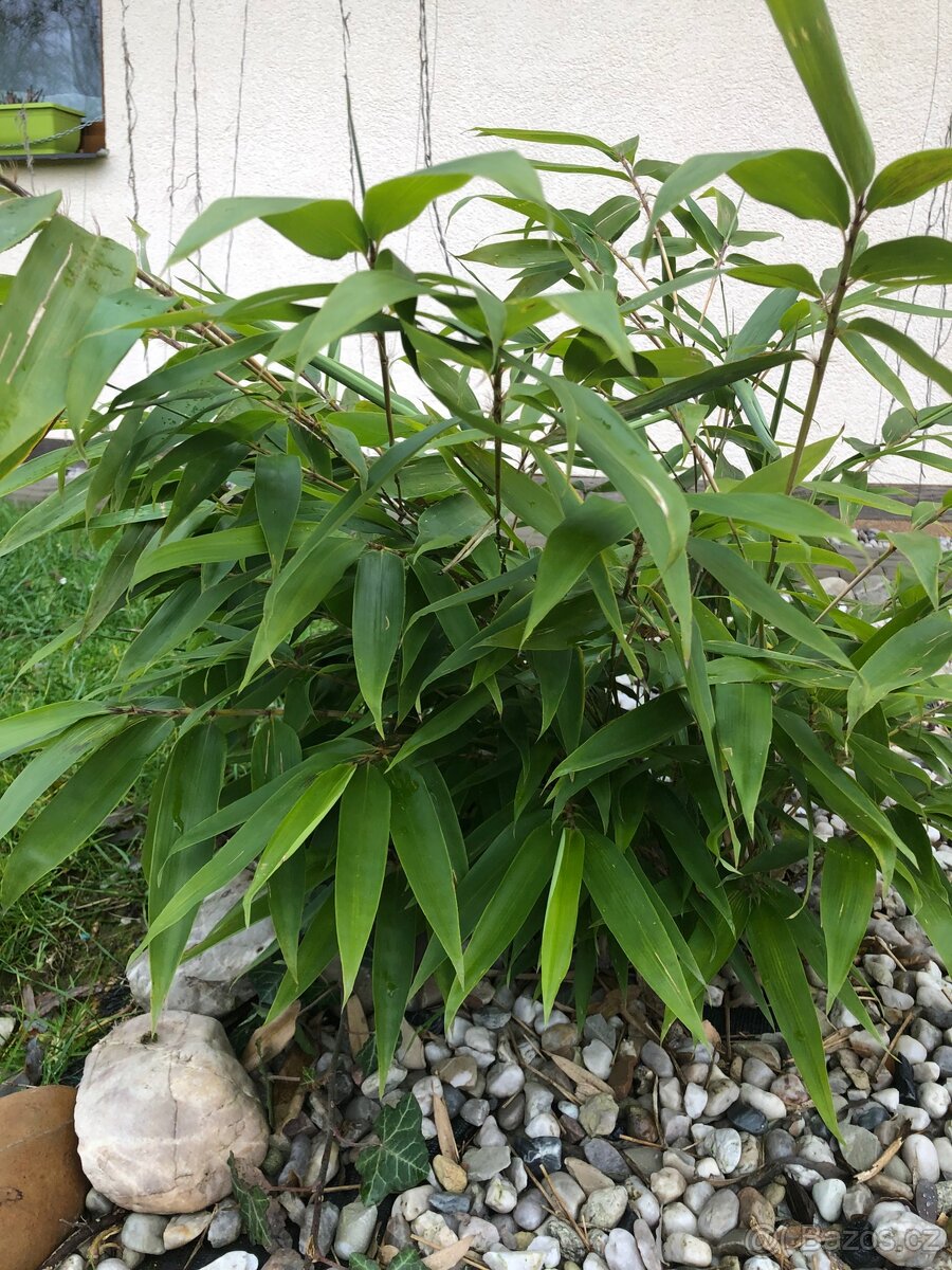 Bambus Fargesie - Semena - 6