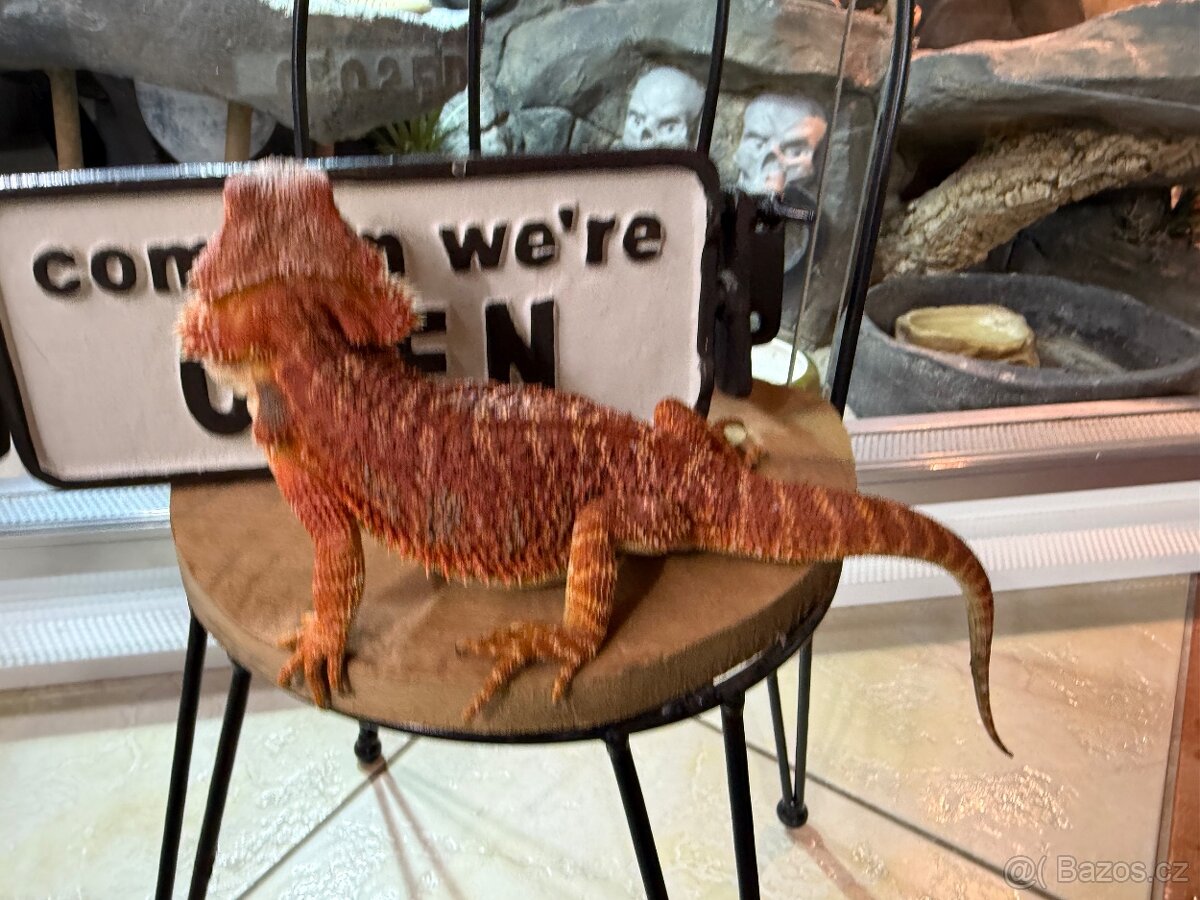 Agama vousatá SAMIČKA - 6