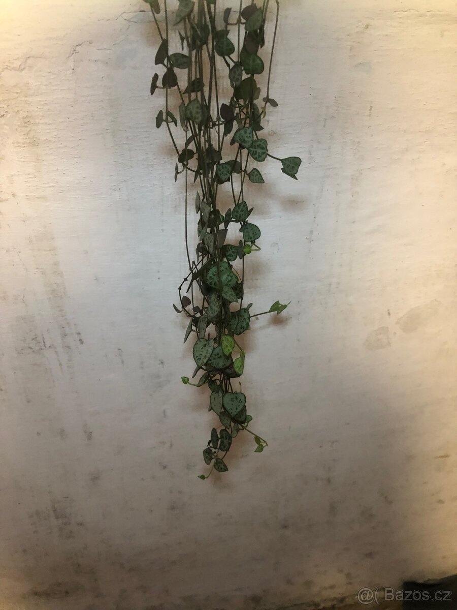 Řízky pokojových rostlin - 6