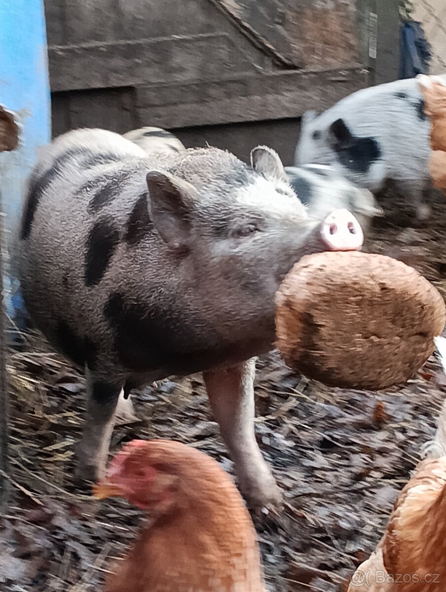 Gottingenská mini-prasátka - 6
