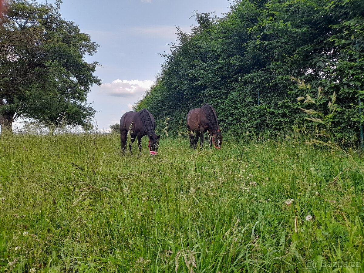 Nabízím ustájení - 6