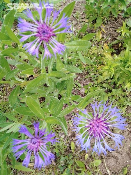 TRVALKY - venkovní rostliny - 6