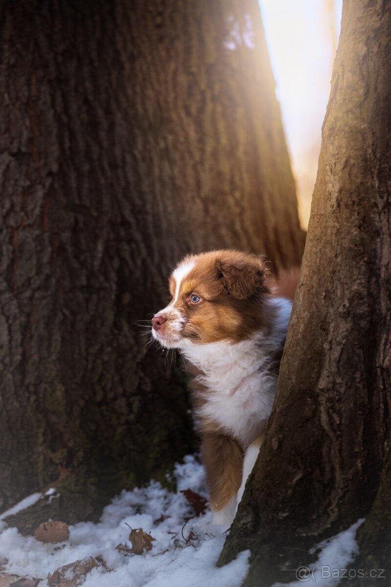 Prodej štěněte Australského ovčáka - 6