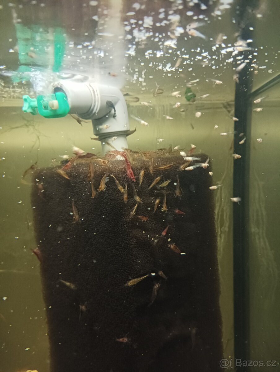 Prodej s vlastního chovu - 6