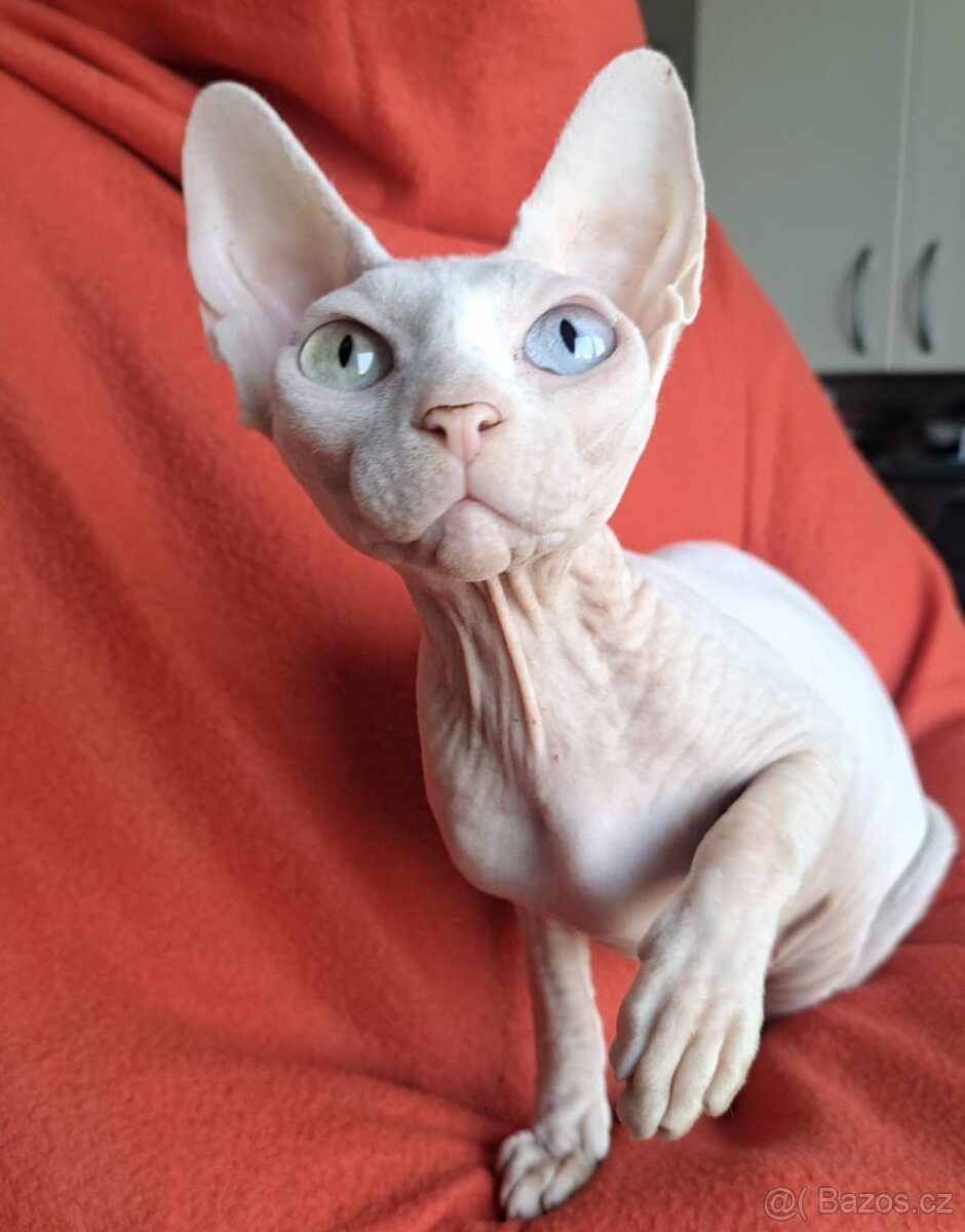 Kanadský sphynx s pp - 6