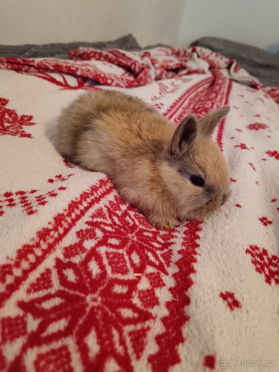 Zakrslý králík králíček - 6