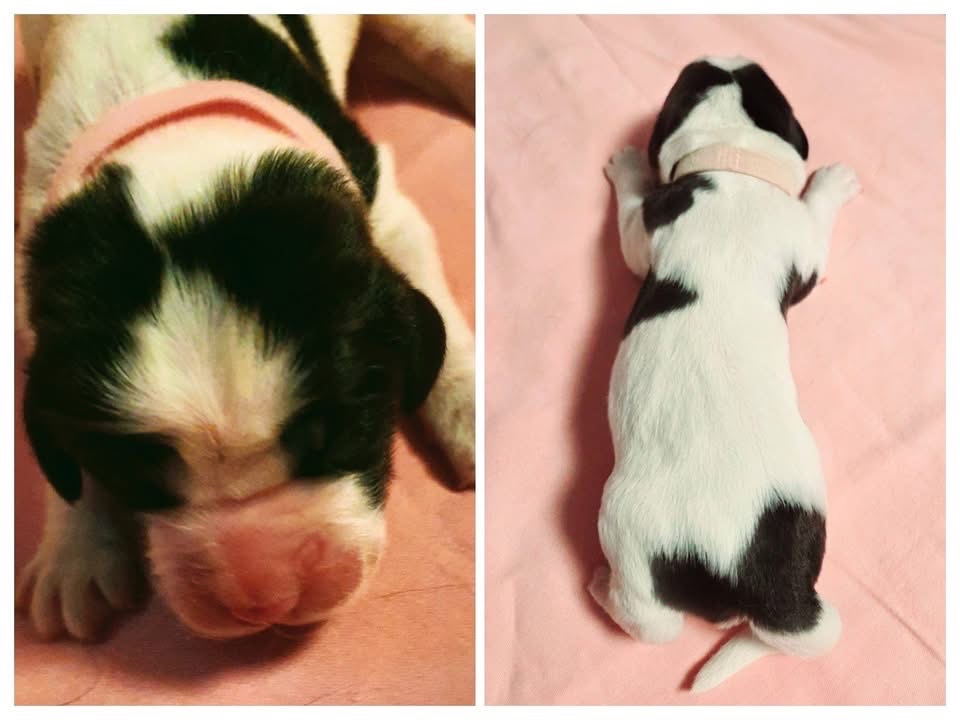 Landseer štěňata - 6