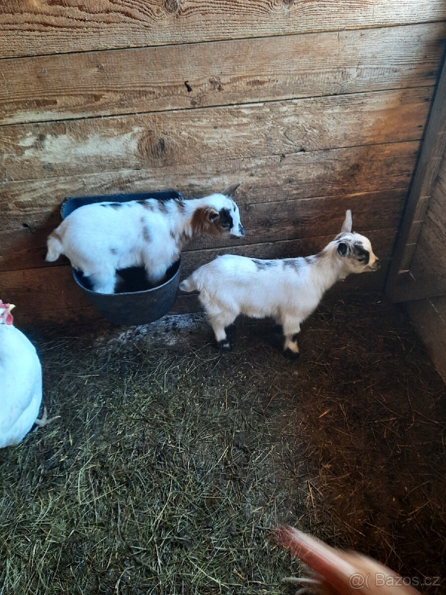 Holandské zakrslé kozy - 6