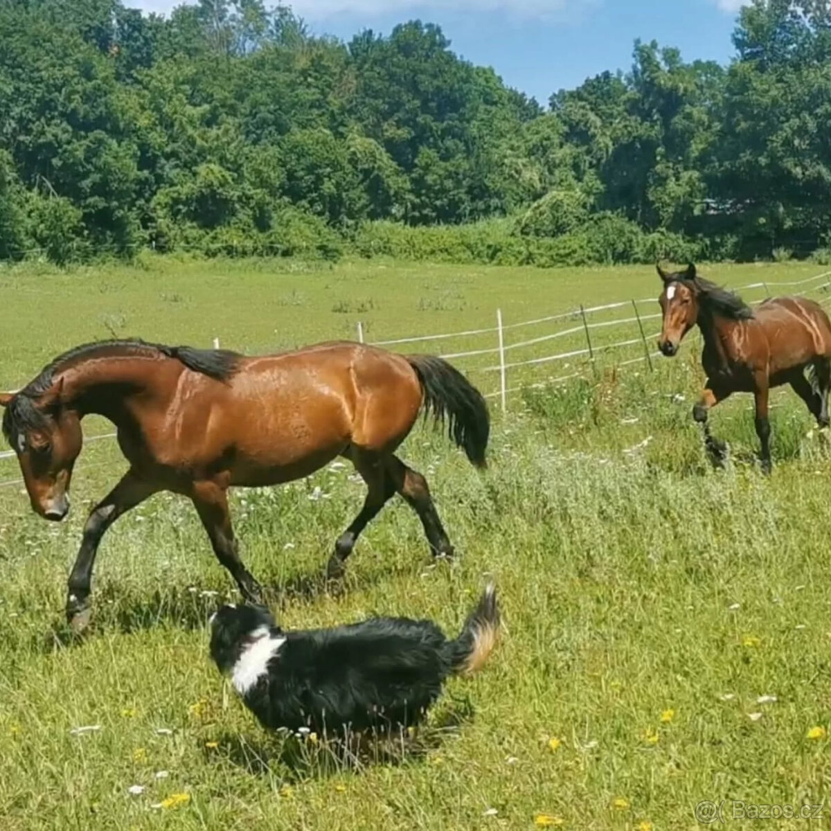 Hřebec original Knabstrupper - 6