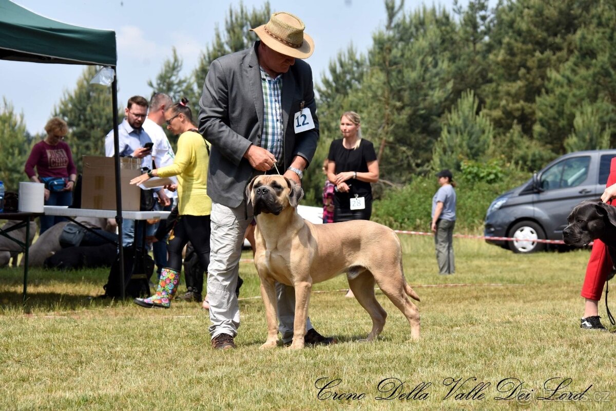 Štěňátka Cane Corso - 6