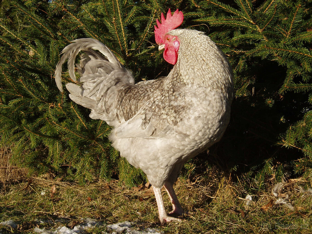 Prodám krásného kohouta do chovu - 6