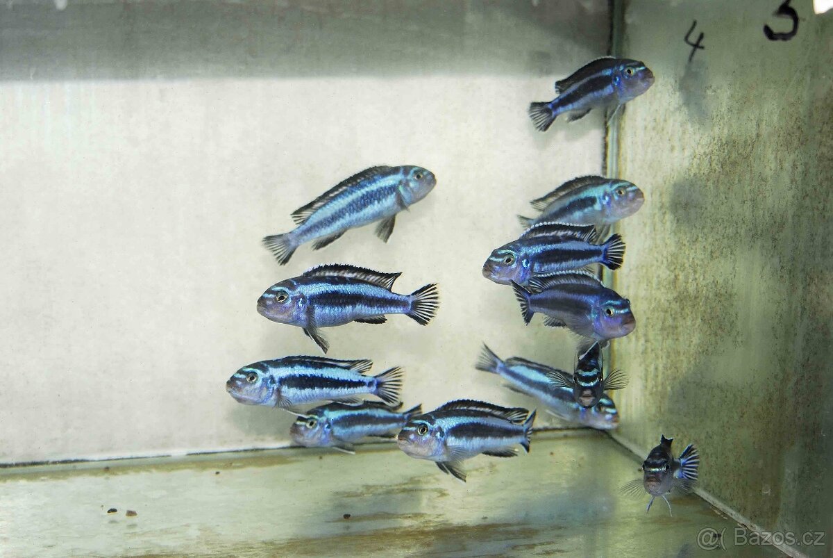 Prodám tlamovce z jezera Malawi - 6