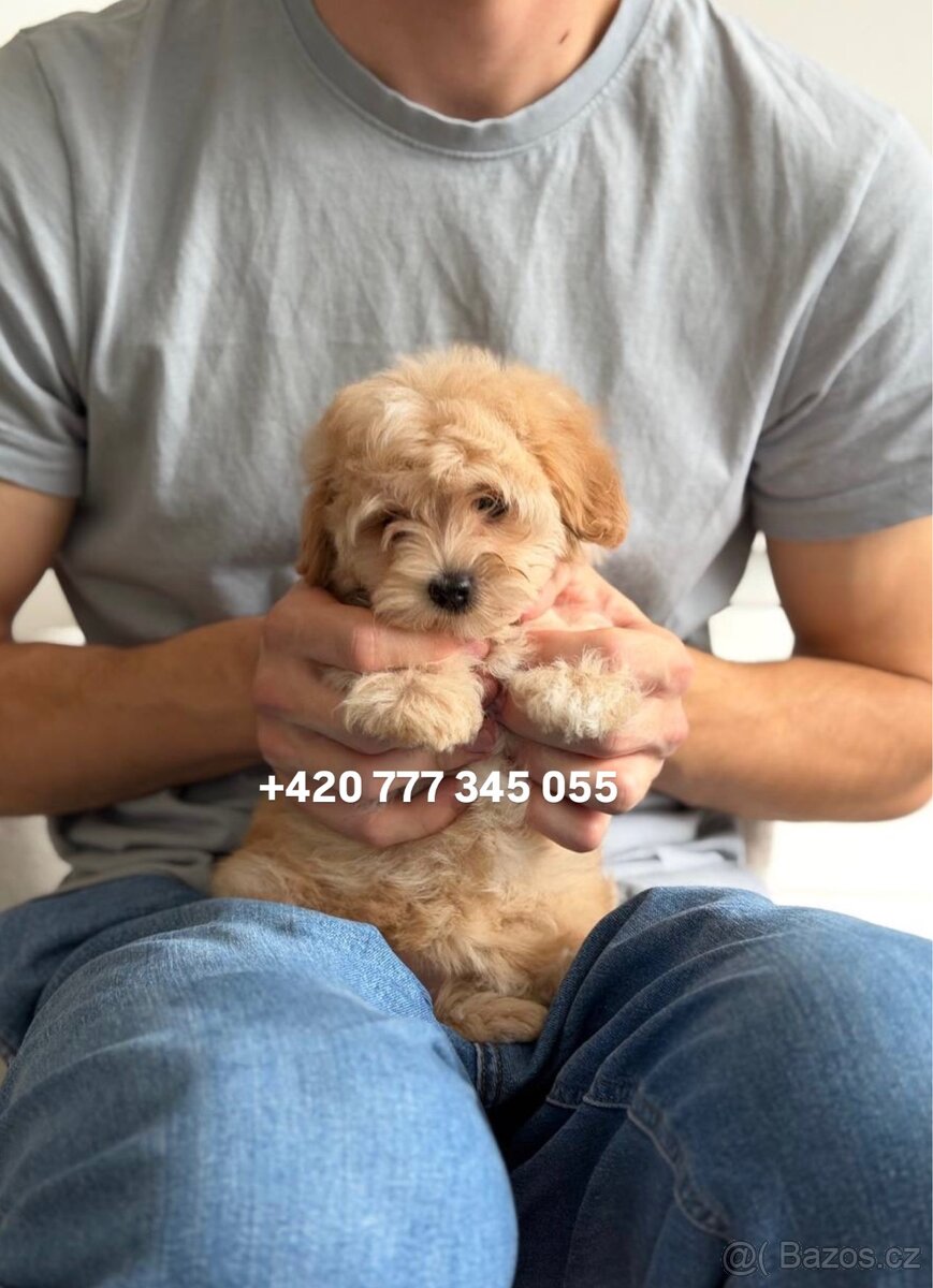Maltipoo boy male caramel 1500€ - 6