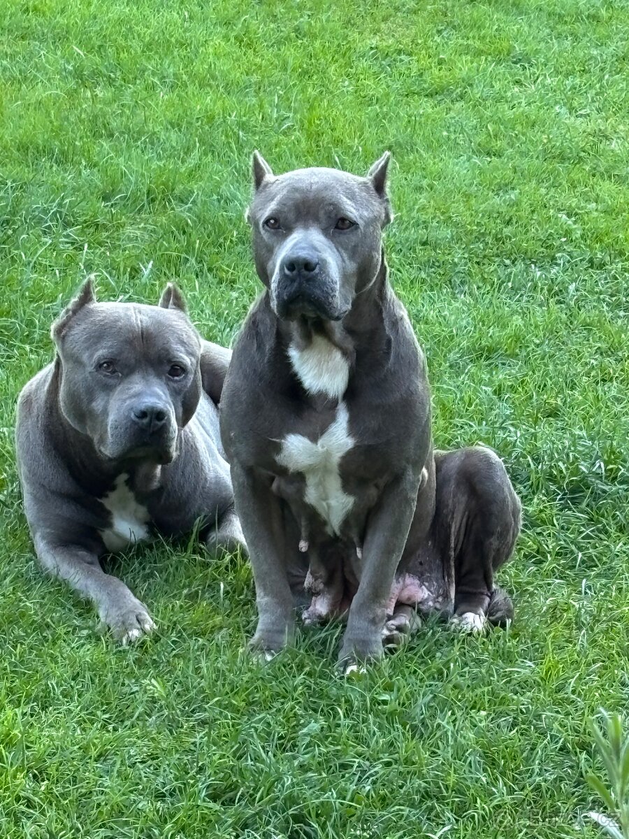 Americký Stafordširský Teriér - 6