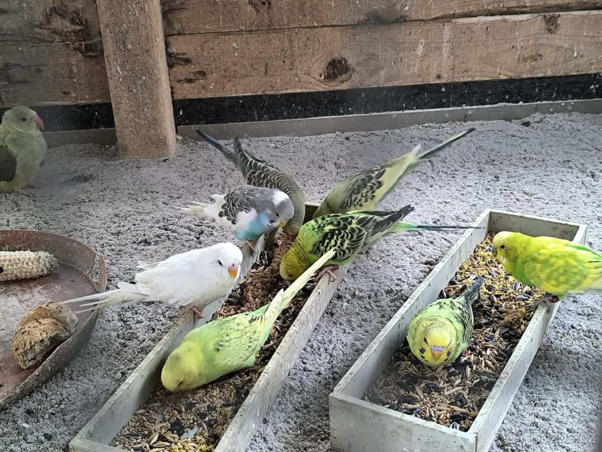 Prodám papoušky - 6