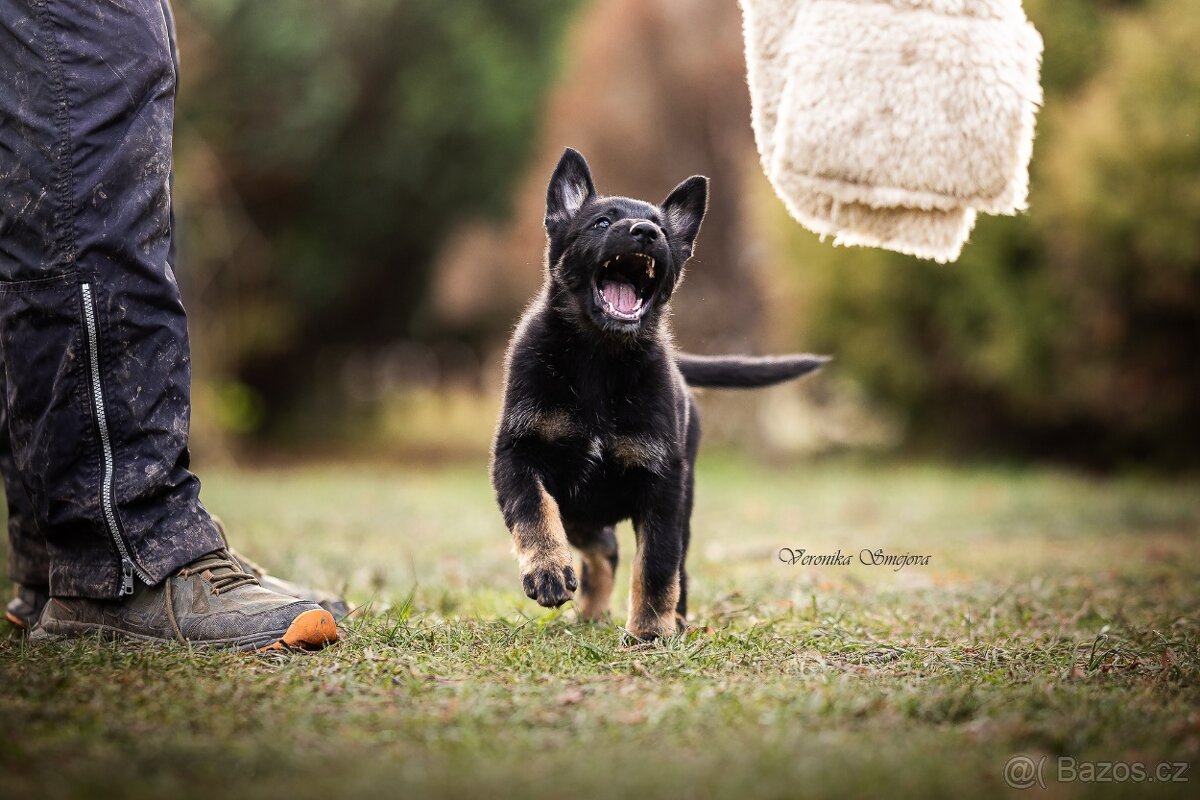 Německý ovčák- štěně s PP - 6