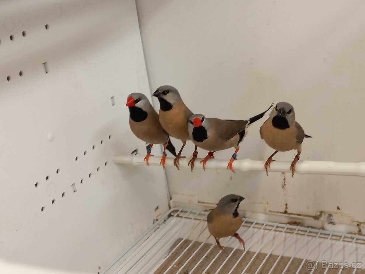 Zebřička pestrá - 6