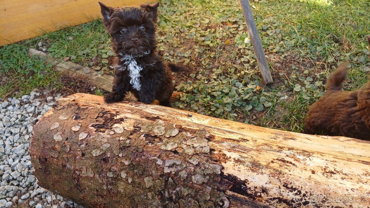 Štěňata Yorkchir - 6